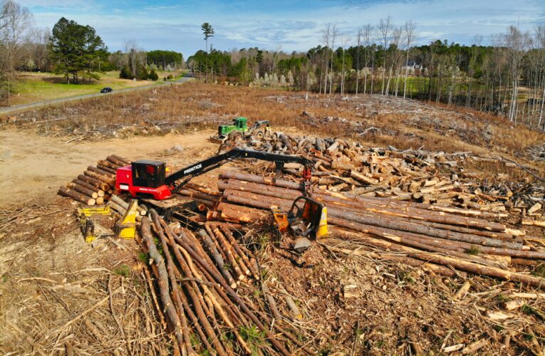 Nos précieuses forêts détruites